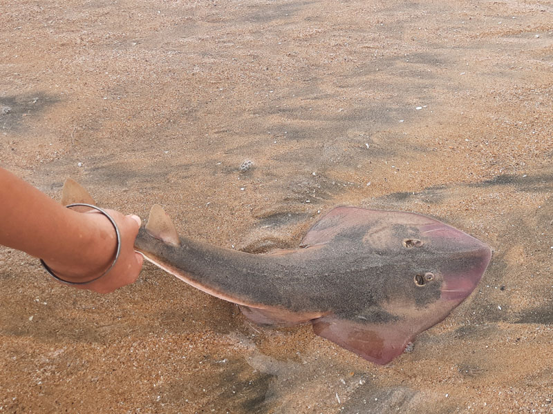 A guitarfish being released into the water. <a href="">Photo by Trisha Gupta</a>