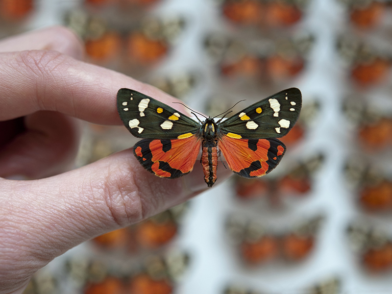 Callimorpha, part of the British insect collections at Oxford's Museum of Natural History